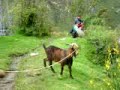 Goat yelling like a man / Koza urla kao ?ovjek