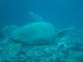 Eating Green Sea Turtle