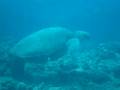 Eating Green Sea Turtle