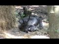 Han-sur-Lesse , Grotten van Han, Safariepark, RocheFort