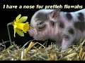 Very Funny Cats, Dogs and other animals!