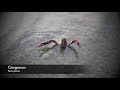 Bulldog francés vs cangrejo (french bulldog vs crayfish)