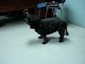 Ataxia, loss of conscious proprioception in a dog