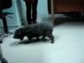 Ataxia, loss of conscious proprioception in a dog
