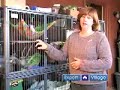 how-to-care-for-ferrets-bringing-home-your-pet-ferret.html