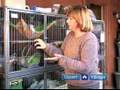 How to Care for Ferrets : Bringing Home Your Pet Ferret