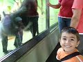 w�tender Affe - Sinirli Maymun