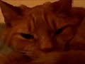 Thomas Stares Into Your Soul Thomas Stares Into Your Soul