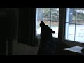 Aggie howling - 2