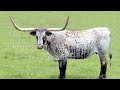 The Chisholm Trail