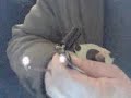 oscilatting dynamo