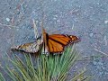 Butterflies Doing It Butterflies Doing It