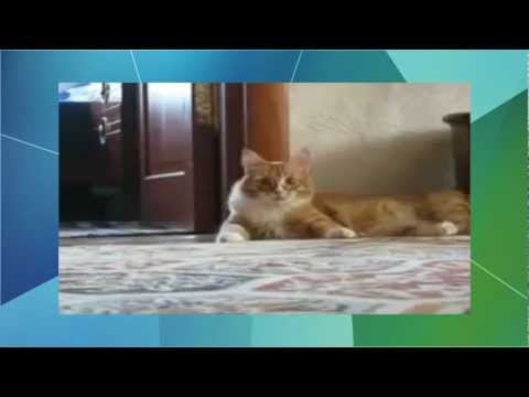 Videos chistosos: gatos graciosos loquendo