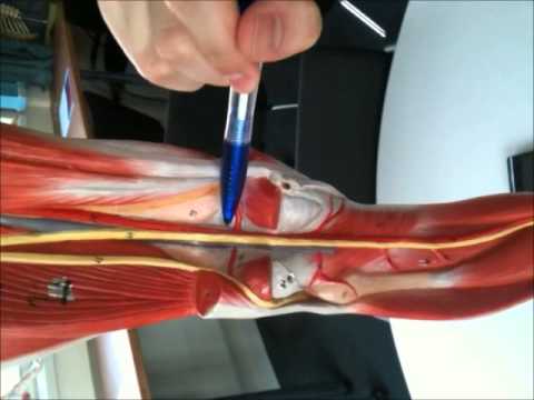 how to unclog arteries in legs