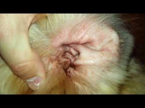 how to treat mites on dogs