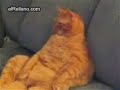 Garfield  el gato real