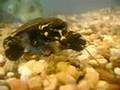 Soft Shelled Turtle Baby JAWS 1
