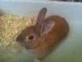 videos de Mokkachino