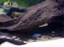 mijn aquarium
