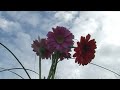 Relaxing Nature Scenes - Relaxing Nature Scenes - Relaxation Meditation Natures Music