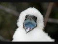 Blue-Footed Bubis