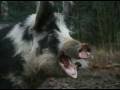 videos de Kirskalens hemlighet #2