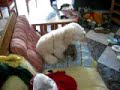 dog having sex with stuffed animal