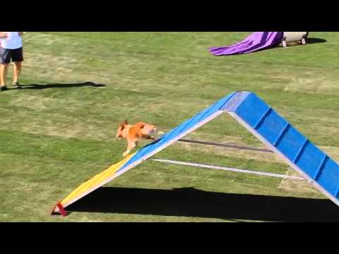 agility - Corgis, terriers, shelties, and more race through the agility course at the 2013 Purina Incredible Dog Challenge Western Regionals in Las Vegas, NV. Teach yo...