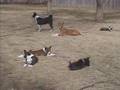 8 week old Basenji Pups
