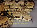 videos de Boa Constrictor Carevid