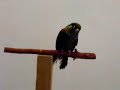Chi Chi  baby Pearly Conure in basic training