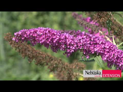 Garden tips - UNL Extension Educator Natalia Bjorklund gives us tips on attracting butterflies by making a more inviting habitat, including food and nectar sources, water,...