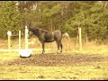 Izzy Galopp Trav2