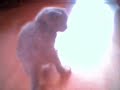 kittens grijs en zwart