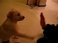 Labrador High Five