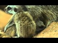 Trio of baby meerkats born at Bristol Zoo Gardens