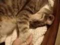 Krissie *Sings* about Her Cat