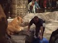 lasvegas-mgm-lion-2.html