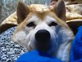 ネムネムりょう