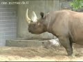 berliner zoo