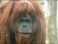 berliner zoo