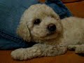 Mais uma do Tobi
