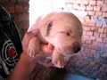 labrador filhote amarelo