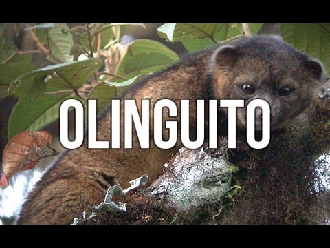 Olinguito