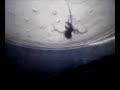 Latrodectus/Widow Spider Feeding Latrodectus/Widow Spider Feeding