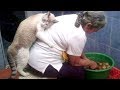 Super FUNNY ANIMAL VIDEOS - Watch and DIE FROM LAUGHING Super FUNNY ANIMAL VIDEOS - Watch and DIE FROM LAUGHING