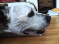 title="Canine