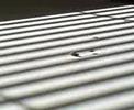 coitus-interruptus-am-beispiel-fliegen.html