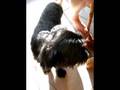 videos de Growling Yorkie Poo