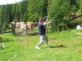 Chen-Style Tai Chi (Laojia 75) with Cows